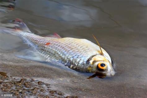 魚缸魚死掉|為什麼我養的魚老是死？養魚8種死法的正確預防方。